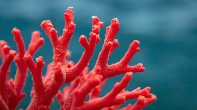  Red coral (मूंगा) 